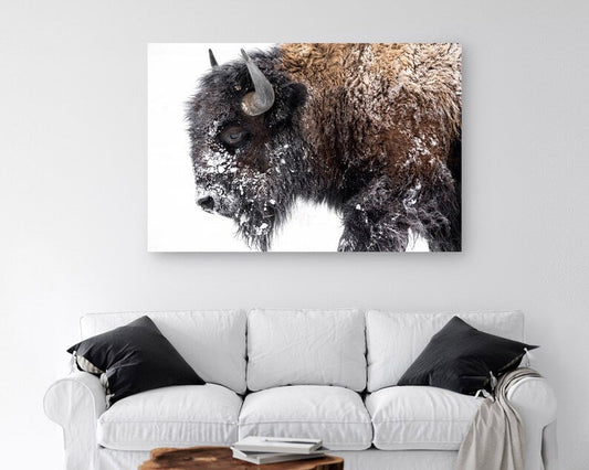 Bison Canvas Print • Bison Canvas Wall Art